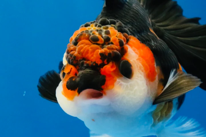 SINGLE FISH